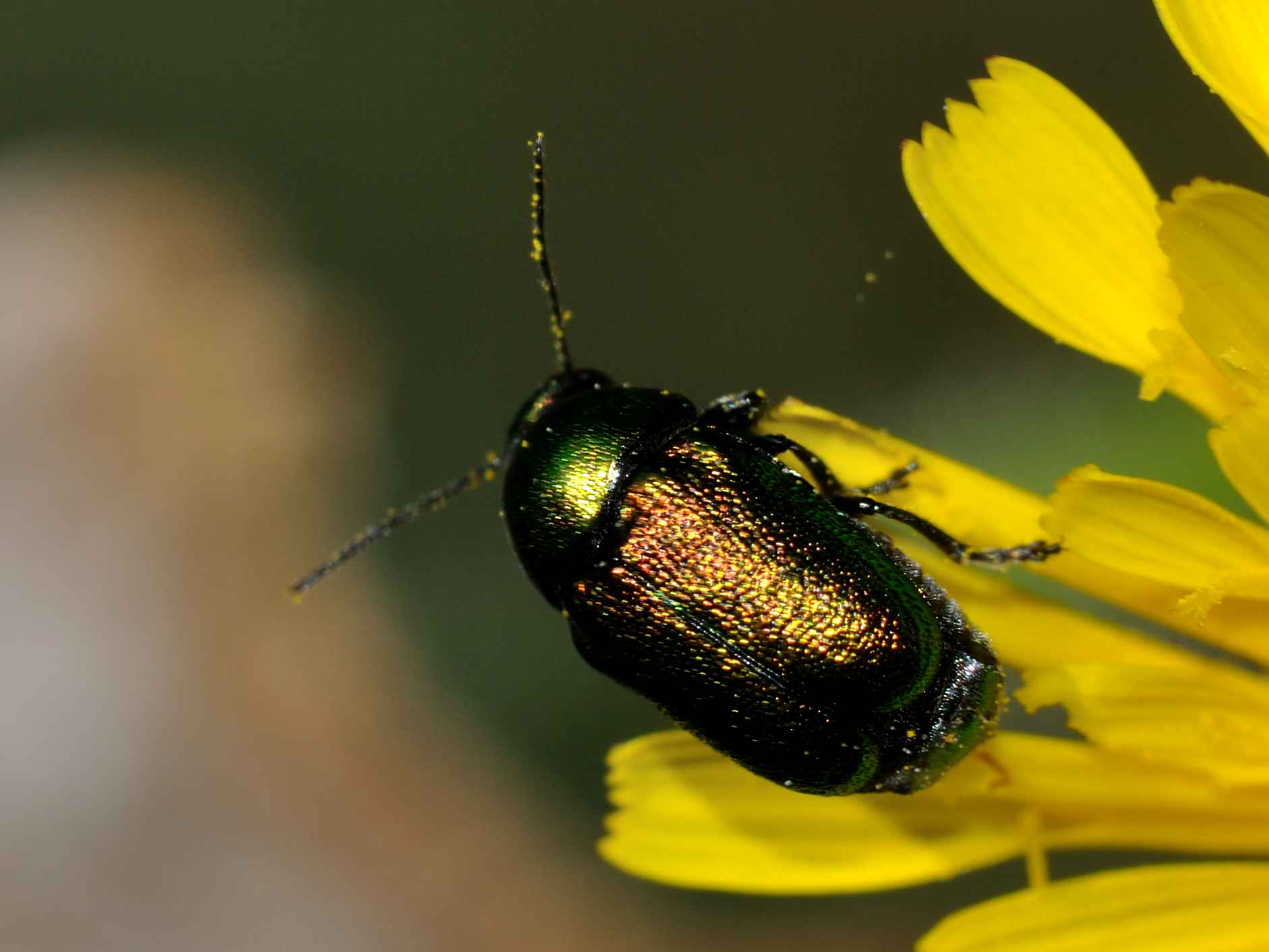 Cryptocephalus samniticus (Chrysomelidae)